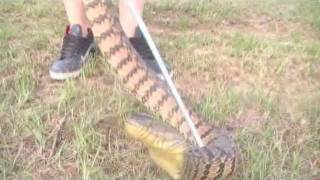 Diamondback water snake biggest water snake in TX [upl. by Alma]