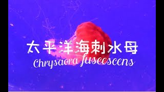 太平洋海刺水母Chrysaora fuscescens治愈 [upl. by Zebe]