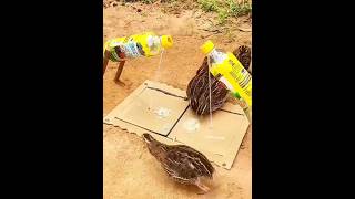 Bird Trap  Really Create Amazing Quail Trapping shorts youtubeshorts [upl. by Stetson317]