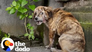 Stray Puppy Gets Rescued And Cant Stop Jumping For Joy  The Dodo [upl. by Stalker]