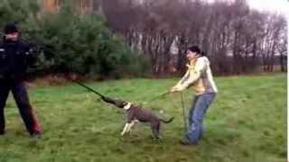 American staffordshire terrier  puppy protection work [upl. by Siana680]