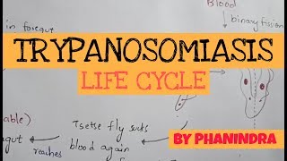 TRYPANOSOMIASIS  STRUCTURE  LIFE CYCLE  SYMPTOMS  TREATMENT  BY PHANINDRA GUPTA [upl. by Yelwah]