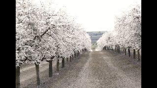 IG Pacharán Navarro La floración del endrino [upl. by Alvar]