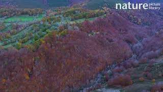 Aerial shot of Meadows pasiego cabins river and deciduous forest Spain November [upl. by Elletnahs]