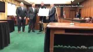 K9 Officer awarded Purple heart for heroic service [upl. by Bessie]