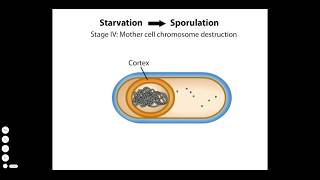 Endospore Formation [upl. by Analaj]