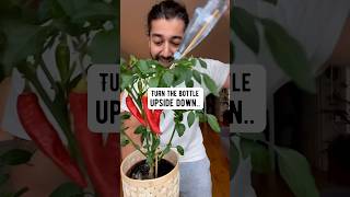 DIY Bottle and a Swab Plant Hack  creative explained [upl. by Solberg]