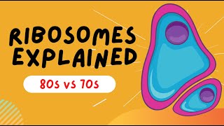 Ribosomes Explained  80s VS 70s  STRUCTURE AND FUNCTION [upl. by Nyrmac]