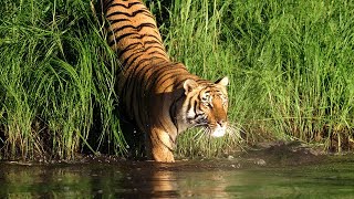 Tiger spotted at Sundarbans National Park near DoBanki Tiger Camp January 2020 [upl. by Gilles969]