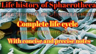 Life history of Sphaerotheca [upl. by Enelrats]