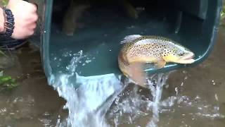 Brown Trout Club Stocking 2017 On Pine creek [upl. by Buskirk]