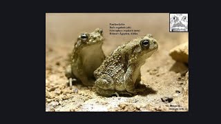 2 toad conversation with quotKrötenkralle Michaelquot breeding behavior leopard toad [upl. by Eugaet793]