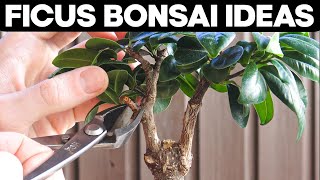 Ficus Bonsai Trees  Pruning and Shaping Ideas 🌱 [upl. by Hump458]