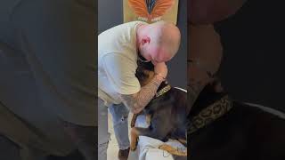 Dog Chiropractic dogs chiropractor chiropractic animals boneshandsanimals [upl. by Naoj825]