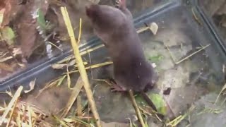 American ShortTailed Shrew Blarina carolinensis [upl. by Nysila]