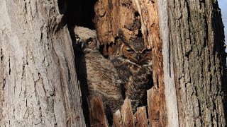 Great Horned Owl Nest [upl. by Velick]