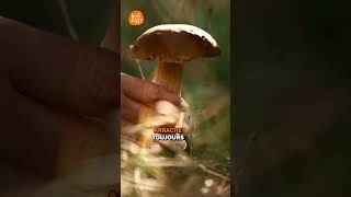 Attention aux champignons  🍄 Partie 1 champignons forêt [upl. by Wehttan]