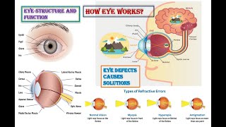 Structure and Function of Human Eye eyestructure class10 physics light totallyqrious [upl. by Akimehs]