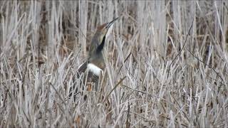 American Bittern calling and display [upl. by Ylus225]