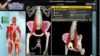 How Iliopsoas Muscles Work 3D Anatomy of Muscles in Motion [upl. by Syxela]