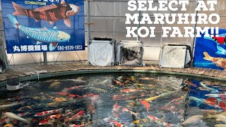 Selecting Koi at Maruhiro and farm walk around MASSIVE KOI [upl. by Dubois652]