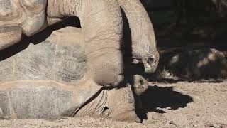 💗 Accouplement de Tortues Géantes des Seychelles 💗 [upl. by Cud119]