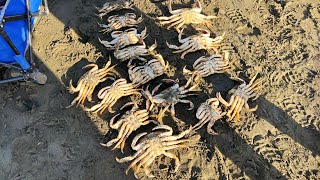 Catch amp Cook 🦀 Nothing but ACTION Dungeness crabs 🦀 Please like and subscribe ❤️ [upl. by Kelton]