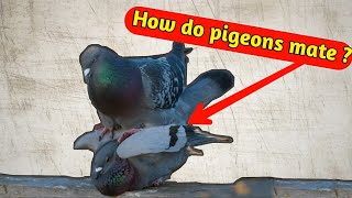 How do pigeons mate The secrets of mating between a male and a female pigeon  Nature Lover [upl. by Rehpotsirhc]