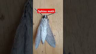 sphinx moth shortsshortexotic [upl. by Rocco]