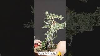 acebuche Granadino bonsai manolofelix bonsaiaficionado bonsaiponderosaehn [upl. by Nifled646]