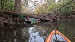 Congaree National Park 103024 [upl. by Eiddet]