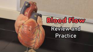 Blood Flow Review and Practice [upl. by Aicirpac]