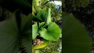 Licuala grandis Ruffled Fan Palm Palas Palm in Palm Family Arecaceae  Observed in Description [upl. by Rialb]