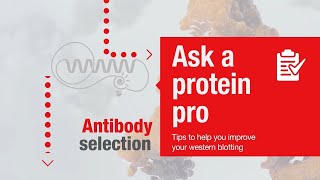 Ask a protein pro  Tips to help you improve your western blotting Antibody selection [upl. by Anna-Diane]