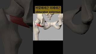 바깥폐쇄근 외폐쇄근 기시점 정지점 obturator externus 3d shorts [upl. by Yam]