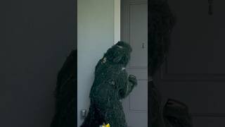 GHILLIE SUIT PRANK ghilliesuit prank funny Austink [upl. by Emyam151]