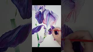 Timelapse drawing Lilac irises flowers in watercolor painting timelapspainting art creation [upl. by Wernda]