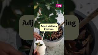 5 tips to protect plants in Autumn [upl. by Lochner177]