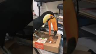 The funniest parrot video🤣🤣 [upl. by Freya]