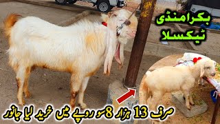 Friday Taxila Bakra Mandi Latest Update 26 January 2024 [upl. by Quin]