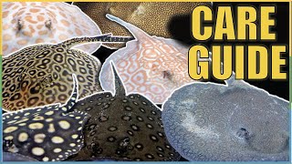 The COMPLETE Freshwater Stingray Care Guide  My New Stingrays [upl. by Judsen]