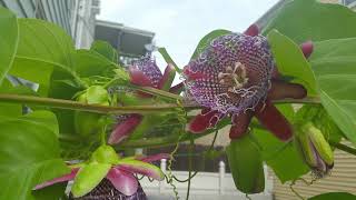 giant granadilla passion fruit vine flowers bloom sept212017 [upl. by Leia]