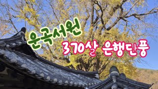 경주 운곡서원 곱게물든 은행나무 [upl. by Tewfik]