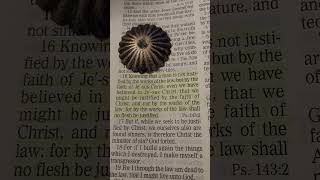 KJV vs NIV Galatians 216 [upl. by Oinotnaesoj]