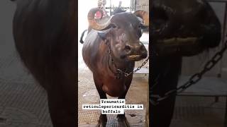 Symptoms of traumatic reticulopericarditis l TRP l shorts veterinary buffalo trp vet disease [upl. by Nimra]