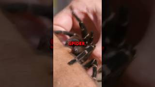 If a Spider Bites You DO THIS 😱 [upl. by Legna252]