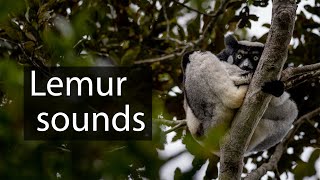 Indri lemur sounds  Haunting wildlife sounds from Madagascar [upl. by Artiek]