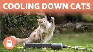 How to Keep a CAT COOL in SUMMER ☀️🐱💦 6 Tips [upl. by Adidnac]