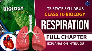 Respiration Full chapter Explanation in Telugu  10th biology Ch 2  AP amp TS syllabus 10th Biology [upl. by Ahseenyt]