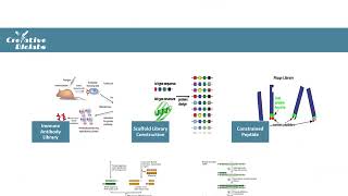 Phage Display Technology  Creative Biolabs Original Version [upl. by Izabel]